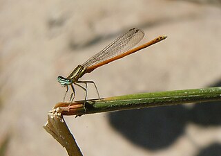 Platycnemis acutipennis, Ardèche, France