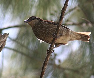 Polynesian Starling Aplonis tabuensis in Nuku ...