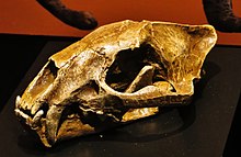 Proailurus lemanensis skull.jpg