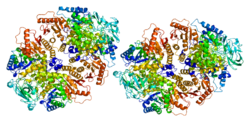 Белок PKM2 PDB 1a49.png