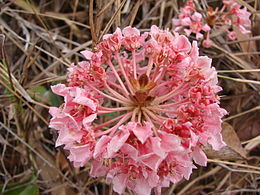 A Pterandra pyroidea virágzata