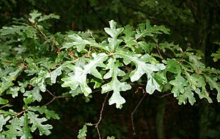 Frynse-Eg (Quercus cerris) Foto: Franz Xaver
