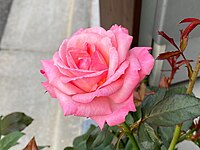 京成バラ園作出のバラの品種「凛（りん）」