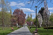 Wiosna w parku, po lewej Buk pospolity odm. purpurowa pomnik przyrody