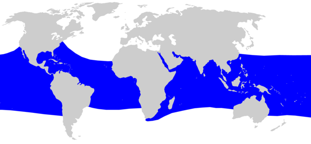 Distribuição do tubarão-baleia