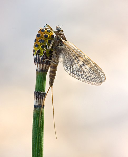  A female subimago of March Brown (Rhithrogena germanica) mayfly in the family Heptageniidae.