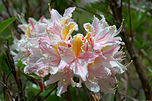 Westliche Azalee („Rhododendron occidentale“)