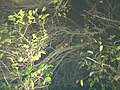 Ringtail Possum inhabitant and folivore of Glochidion Ferdinandi in Zillmere, Queensland