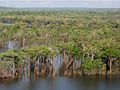 Urubu River flooded forest