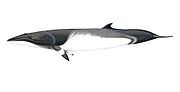 Miniatura para Balaenoptera acutorostrata