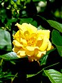 Rose 'Goldmarie'