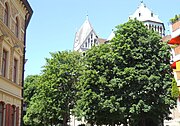 Rosskastanien St.-Anna-Platz