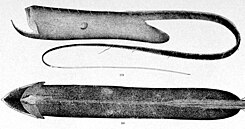 Το είδος Saccopharynx ampullaceus σε εικόνα του 1896