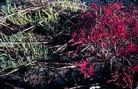 Glasswort (Salicornia spp.) species endemic to the high marsh zone. Salicornia.jpg