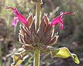 Salvia spathacea