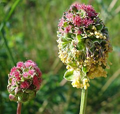 Sanguisorba minor[нем.]