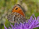 Erebia montana – Flügelunterseite