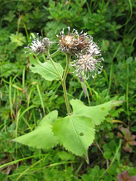 Saussurea franchetii