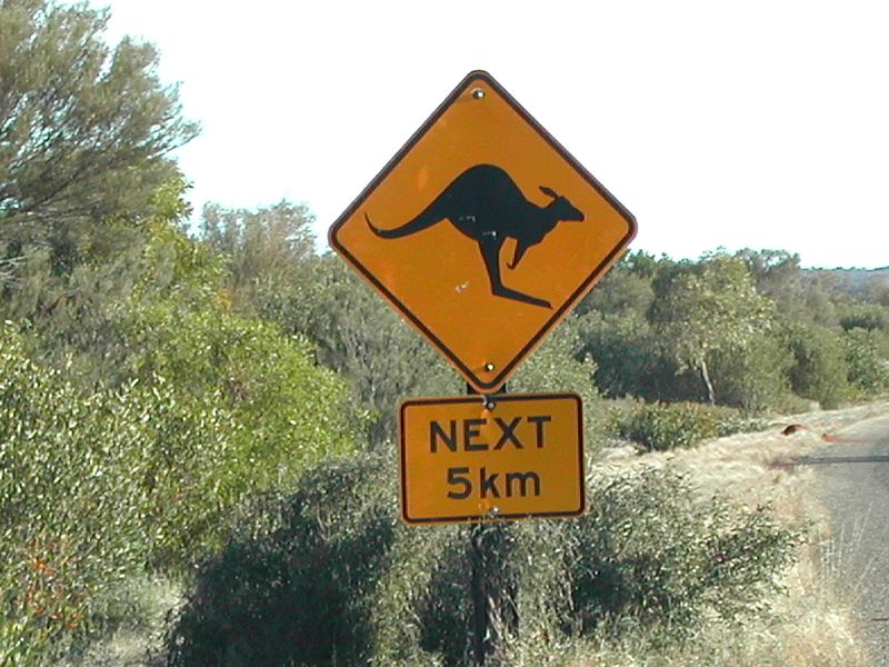 Muss hoffentlich nicht dem Klimaschutz zum Opfer fallen, sondern sollte zu mehr großen Klimasprüngen anregen: das Känguru. (Bild: Alexandra)