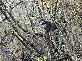 Zimmers tapaculo