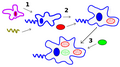 Serial Endosymbiosis Theory