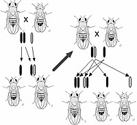 Morgan's observation of sex-linked inheritance of a mutation causing white eyes in Drosophila led him to the hypothesis that genes are located upon chromosomes.