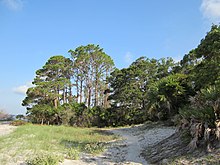Часть тропы Саут-Энд проходит через песчаный пляж и продолжается в сосновый лес.