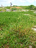 Miniatura para Paspalum vaginatum