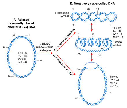 DNA supercoiling A. A linear double-stranded DNA becomes a topologically constrained molecule if the two ends are covalently joined, forming a circle. Rules of DNA topology are explained using such a molecule (ccc-DNA) in which a numerical parameter called the linking number (Lk) defines the topology. Lk is a mathematical sum of two geometric parameters, twist (Tw) and writhe (Wr). A twist is the crossing of two strands, and writhe is coiling of the DNA double helix on its axis that requires bending. Lk is always an integer and remains invariant no matter how much the two strands are deformed. It can only be changed by introducing a break in one or both DNA strands by DNA metabolic enzymes called topoisomerases. B. A torsional strain created by a change in Lk of a relaxed, topologically constrained DNA manifests in the form of DNA supercoiling. A decrease in Lk (Lk<Lk0) induces negative supercoiling whereas an increase in Lk (Lk>Lk0) induces positive supercoiling. Only negative supercoiling is depicted here. For example, if a cut is introduced into a ccc-DNA and four turns are removed before rejoining the two strands, the DNA becomes negatively supercoiled with a decrease in the number of twists or writhe or both. Writhe can adopt two types of geometric structures called plectoneme and toroid. Plectonemes are characterized by the interwinding of the DNA double helix and an apical loop, whereas spiraling of DNA double helix around an axis forms toroids. Subhash nucleoid 04.png