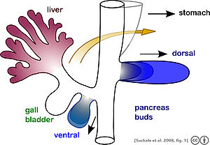 The pancreas originates from the foregut, a precursor tube to part of the digestive tract, as a dorsal and ventral bud. As it develops, the ventral bud rotates to the other side and the two buds fuse together. Suckale08FBS fig1 pancreas development.jpeg