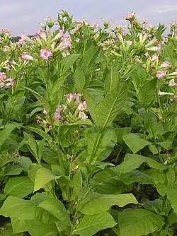 Plantas de Nicotiana tabacum em flor.