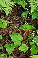 Tiarella trifoliata var. unifoliata