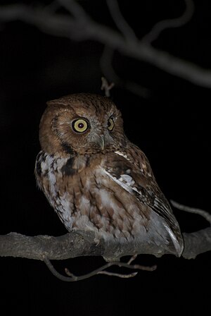 Eastern Screech Owl Red Phase.