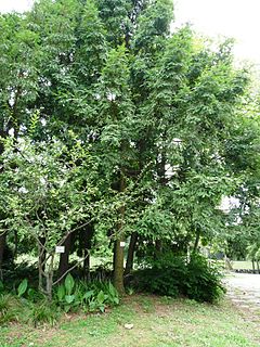 Description de l'image Torreya grandis Merrillii6.jpg.