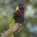 Rosenberg Lorikeet T. h. rosenbergii di Kebun Binatang Nashville, Amerika Serikat