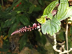 Description de l'image Trichostigma peruvianum - Jardin Botanique de Lyon - DSC05412.JPG.