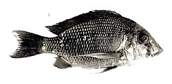 Tylochromis jentinki