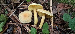 Väävelheinik Tricholoma sulphureum