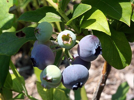 Vaccinium corymbosum