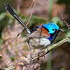 Bird, Variegated Fairy-wren, Malurus lamberti