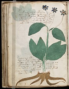 Das Voynich-Manuskript gibt erste Geheimnisse preis