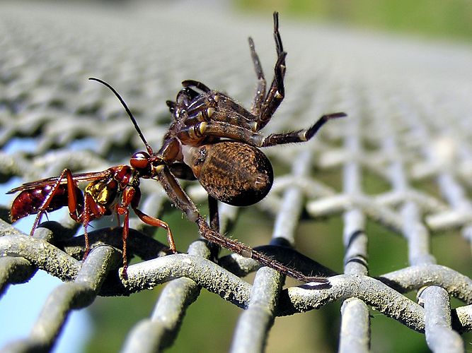 Оса (Pompilidae) тащит парализованного паука в своё гнездо