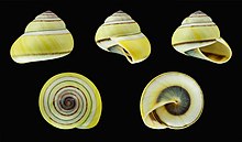 5 coquilles d'escargots, apparemment petits, apparemment terrestres, à la coquille jaune et blanche, cernée de marron.