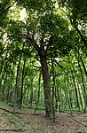 Уникальное дерево 300-летней сосны