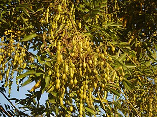 Seed pods in Bupyung, Korea