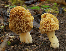 Photographie en couleurs représentant un champignon (Morille blonde).