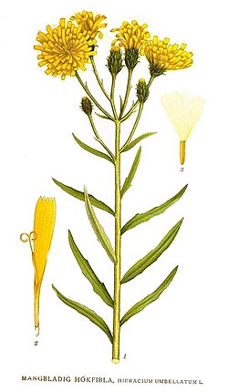 Sarjakeltano (Hieracium umbellatum)