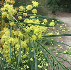 Acacia flocktoniae.jpg