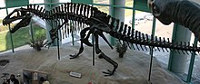 Vue latérale d'un squelette d’Acrocanthosaurus.