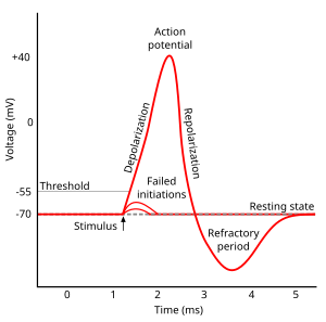 Approximate plot of a typical action potential shows its various phases as the action potential passes a point on a cell membrane. The membrane potential starts out at approximately -70 mV at time zero. A stimulus is applied at time = 1 ms, which raises the membrane potential above -55 mV (the threshold potential). After the stimulus is applied, the membrane potential rapidly rises to a peak potential of +40 mV at time = 2 ms. Just as quickly, the potential then drops and overshoots to -90 mV at time = 3 ms, and finally the resting potential of -70 mV is reestablished at time = 5 ms. Action potential.svg